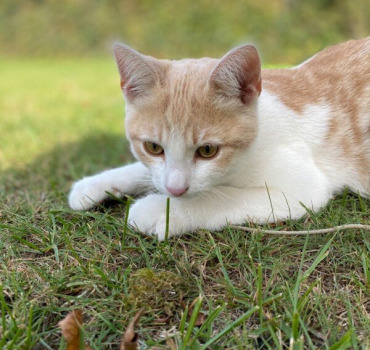 Opération pour Oscar - Chaton renversé