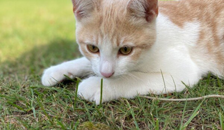 Opération pour Oscar - Chaton renversé