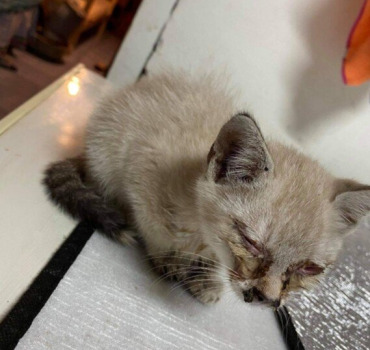 Chaton empoisonné