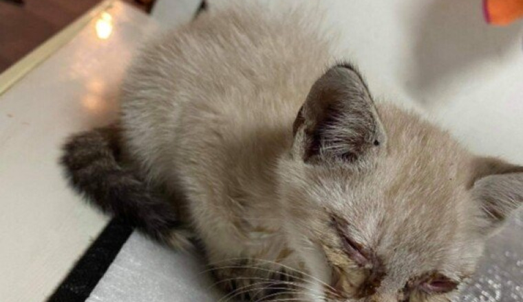 Chaton empoisonné