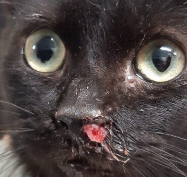 Besoin d'aide pour NOÉ, chaton de 8 mois