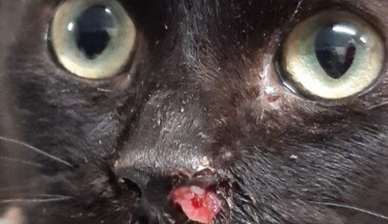 Besoin d'aide pour NOÉ, chaton de 8 mois