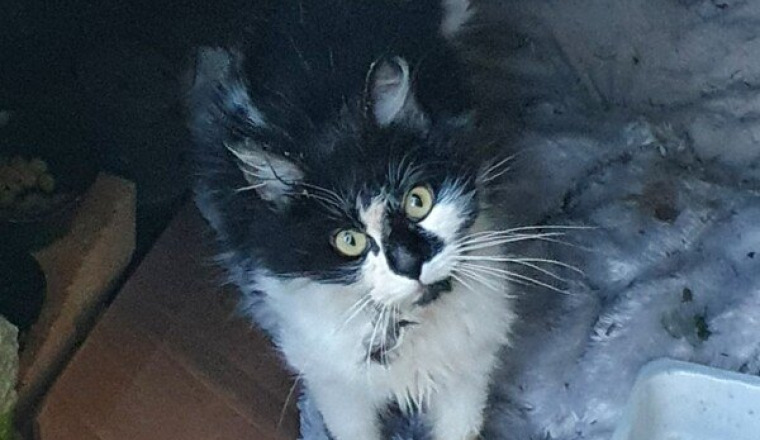 Aidez nous à sauver trois pattes et demi