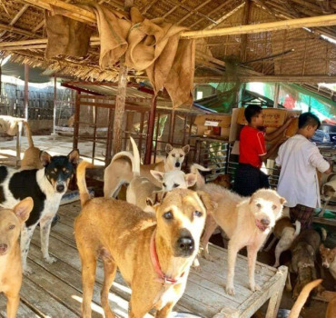 White Heart Animal Rescue and Shelter