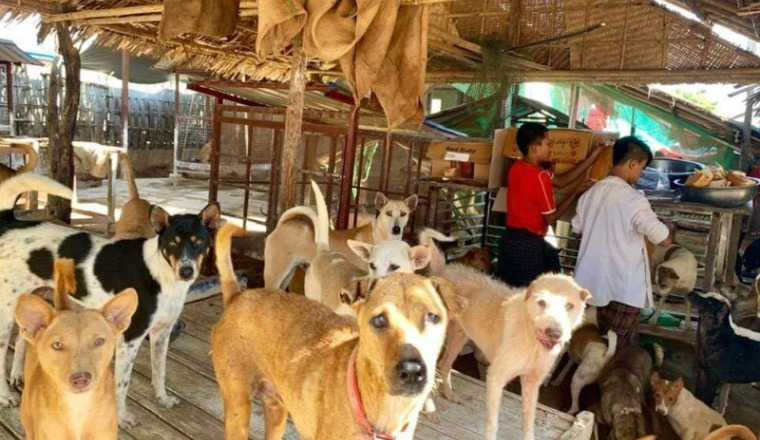White Heart Animal Rescue and Shelter