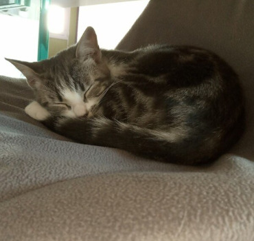 Sauvons Nala
