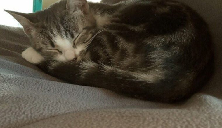 Sauvons Nala