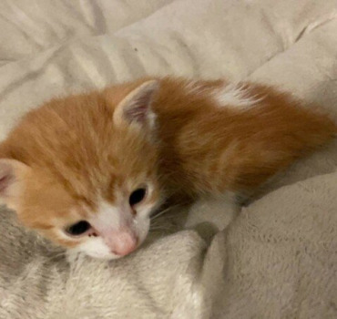 Petite chatonne maltraitée