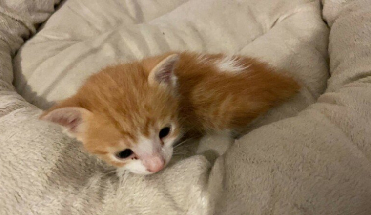 Petite chatonne maltraitée