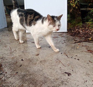 Frais vétérinaire chat