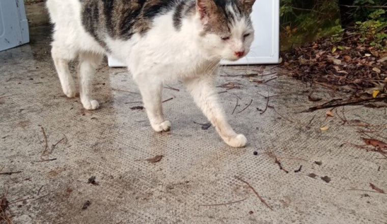Frais vétérinaire chat