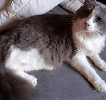 Nourriture pour nos felins