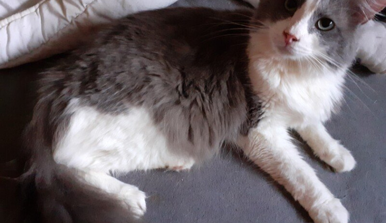 Nourriture pour nos felins