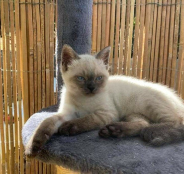 Adoption chat