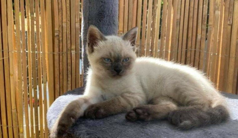 Adoption chat