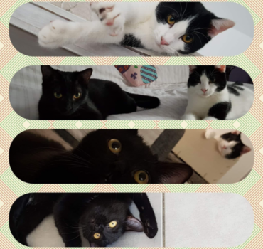 Urgence association felins citoyens