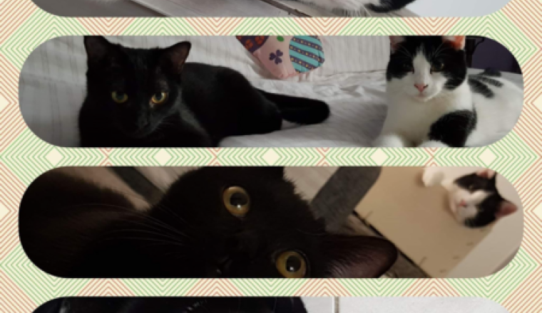 Urgence association felins citoyens