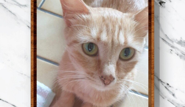 Soins de Shakira