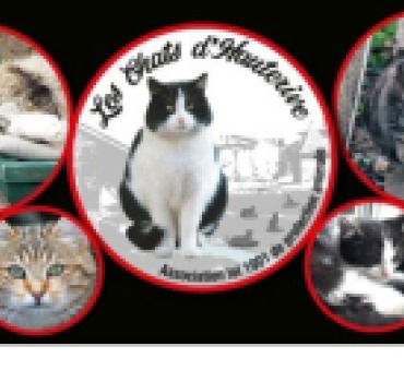 Aidez Les Chats d'Hauterive à payer ses factures..