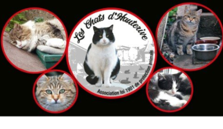 Aidez Les Chats d'Hauterive à payer ses factures..