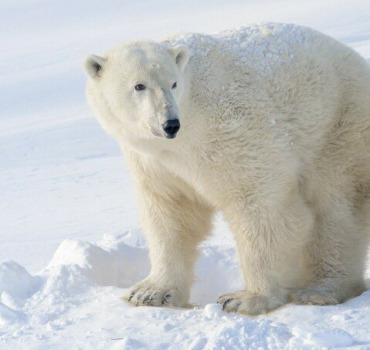 l'Arctique de demain