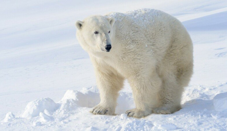 l'Arctique de demain