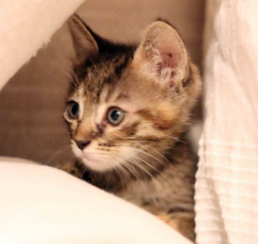 Bébé en détresse