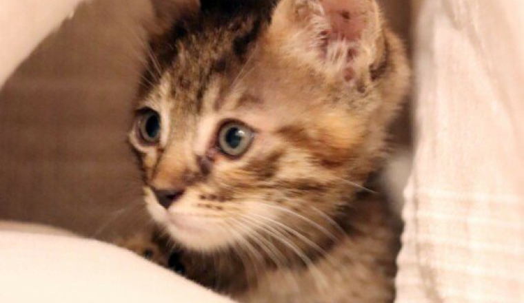 Bébé en détresse