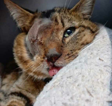 SAUVEZ NEVE, UN CHAT TORTURÉ