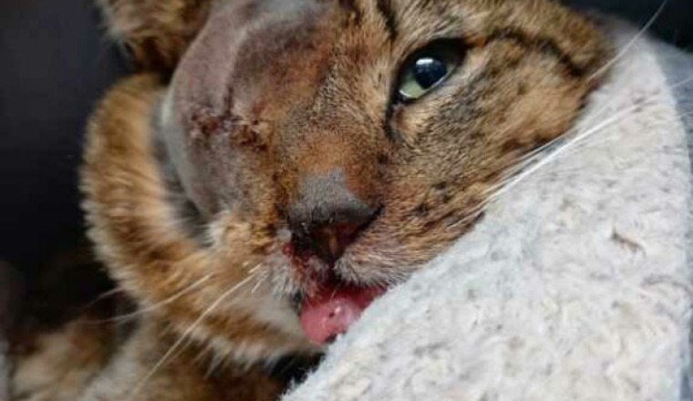 SAUVEZ NEVE, UN CHAT TORTURÉ