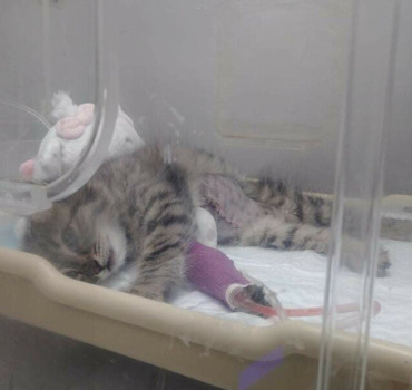 Petit chaton opéré dune hernie urgence vital