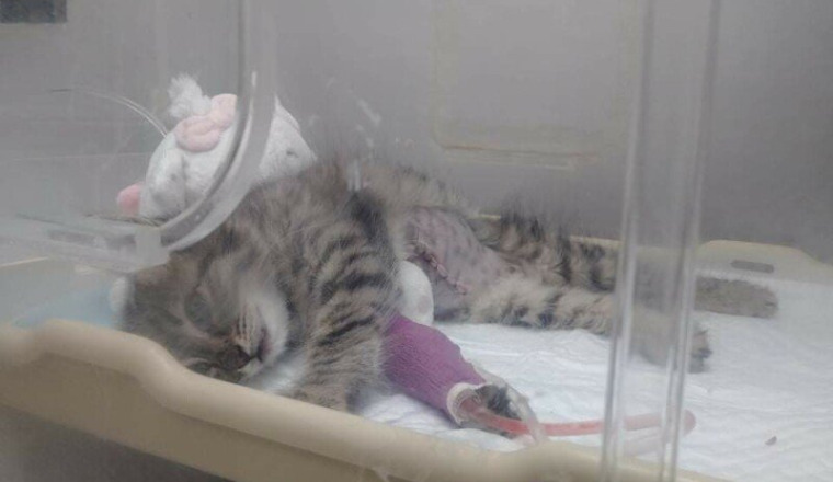 Petit chaton opéré dune hernie urgence vital