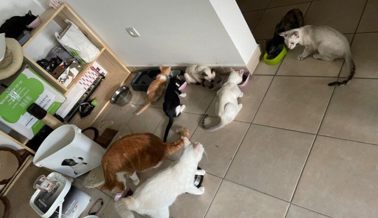 Factures chatons sauvés de la mort