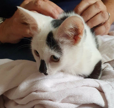 Adoption chatons 25 février 2021