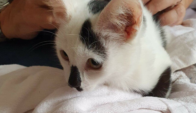 Adoption chatons 25 février 2021