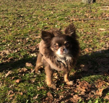 Sauver Nakao mon chihuahua sauvagement attaqué