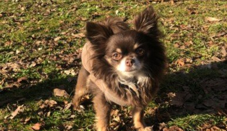 Sauver Nakao mon chihuahua sauvagement attaqué