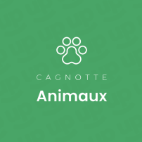 Pour Les Chats Errants du Maroc ,les Petits Anges