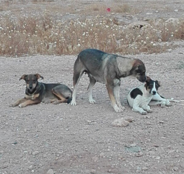 SOS animaux des rues de Marrakech