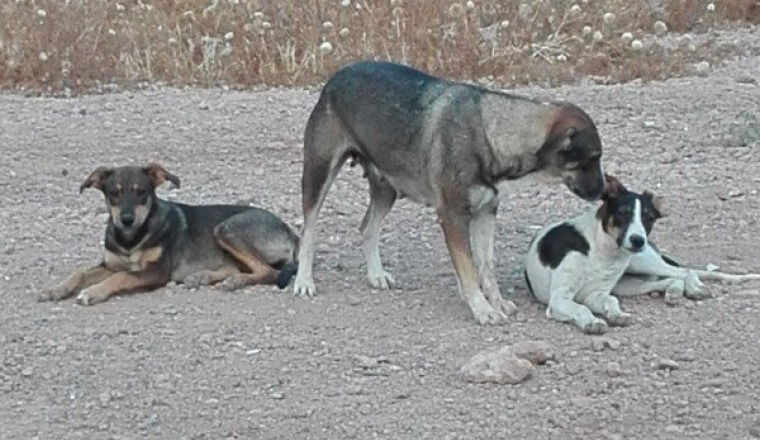 SOS animaux des rues de Marrakech