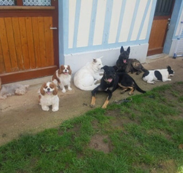 Création d'un refuge/Pension pour Chiens et N.A.C