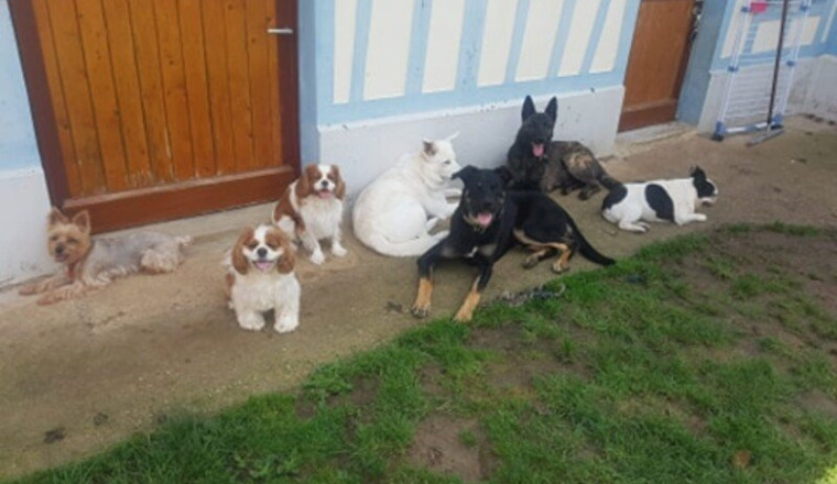 Création d'un refuge/Pension pour Chiens et N.A.C