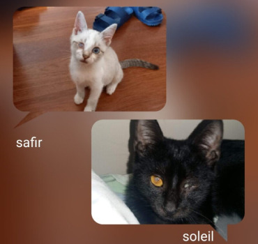 Deux chatons à opéré de leurs œil