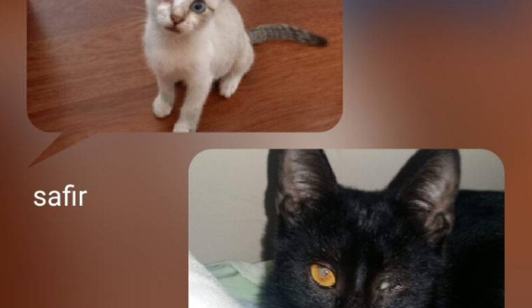 Deux chatons à opéré de leurs œil