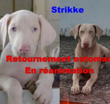 Sauvez Strike