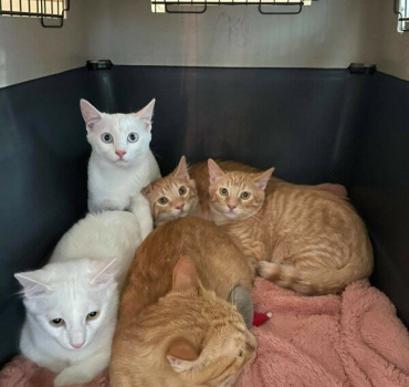 Adoption du 10 avril