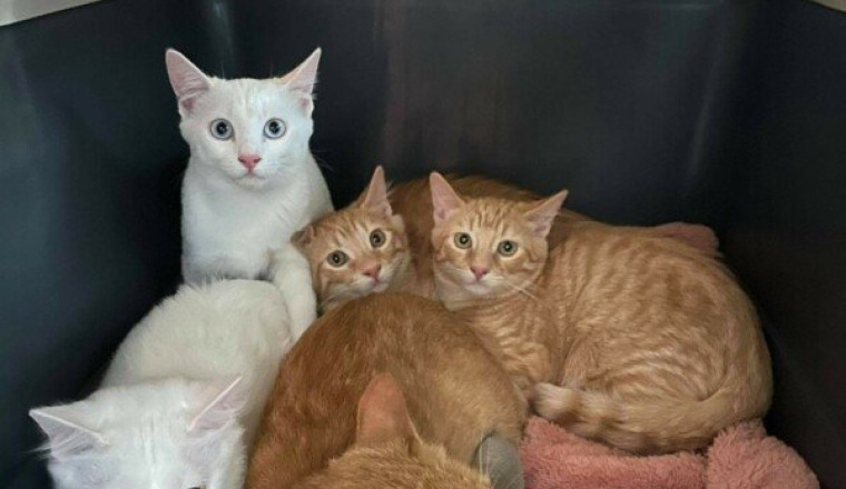 Adoption du 10 avril