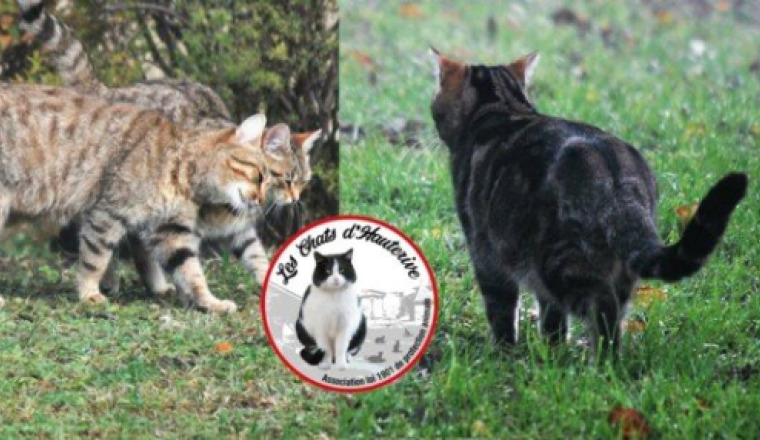 Aidons les Chats d'Hauterive - Frais vétérinaires