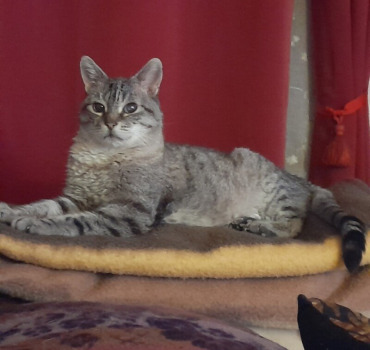 aide pour les animaux
