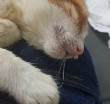 Chaton maltraité